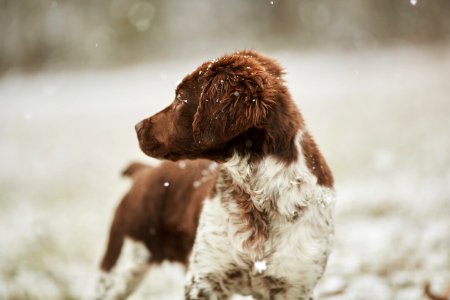 Dog Snow Winter photo