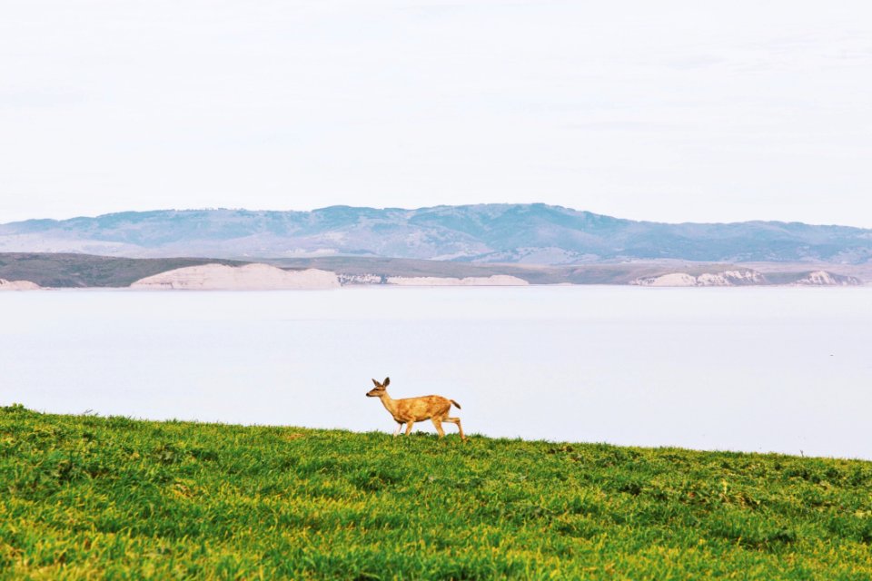Deer Animals Grass