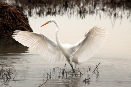 Bird Great Egret Beak Egret photo