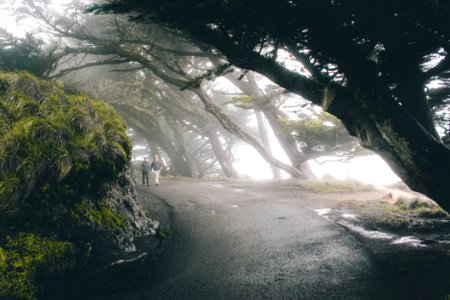 Nature Tree Woody Plant Light photo