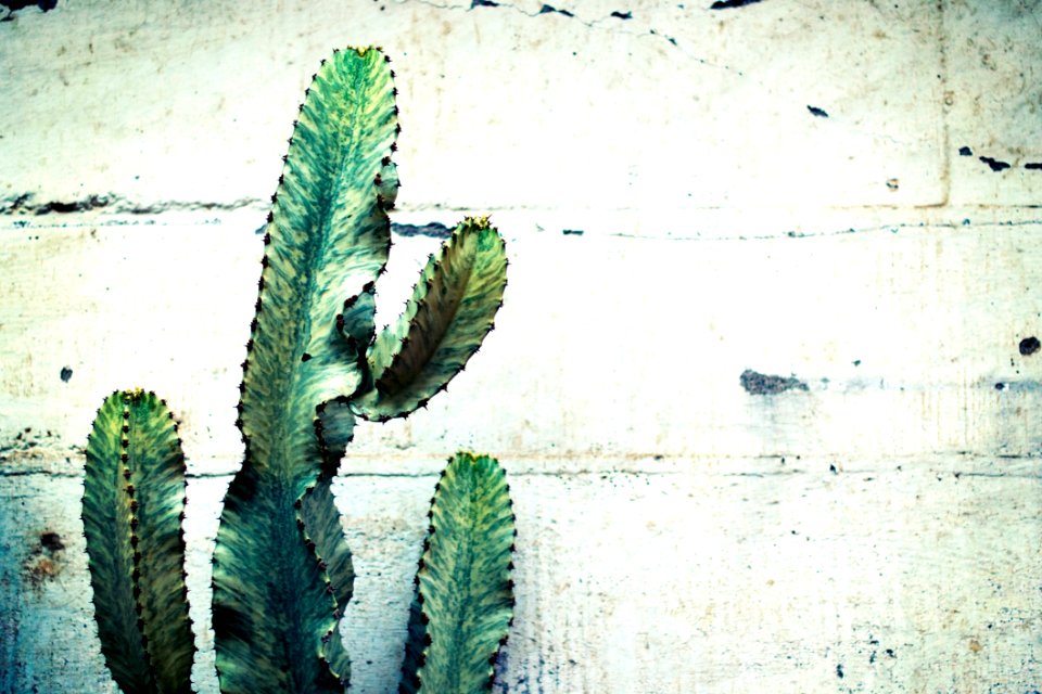 Plant Leaf Cactus Thorns Spines And Prickles