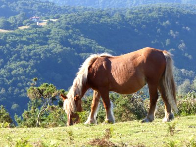 Horse Pasture Grassland Ecosystem photo