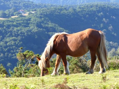 Horse Pasture Grassland Ecosystem