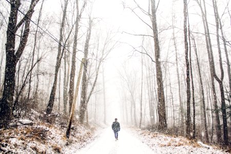 Winter Path Woodland Tree photo