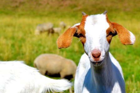 Goats Goat Fauna Cow Goat Family