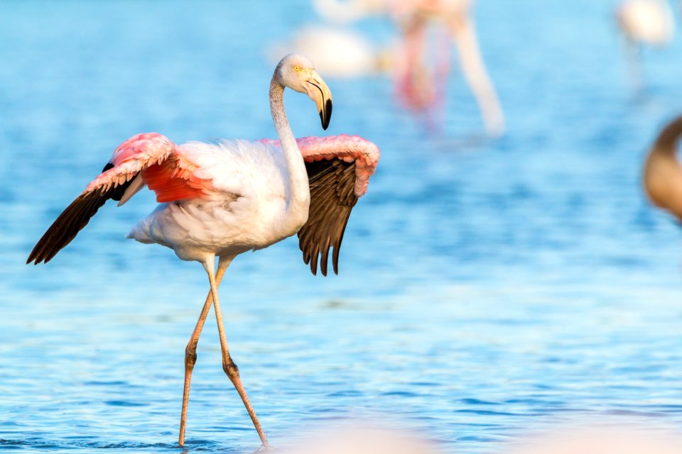 Bird Flamingo Water Bird Beak