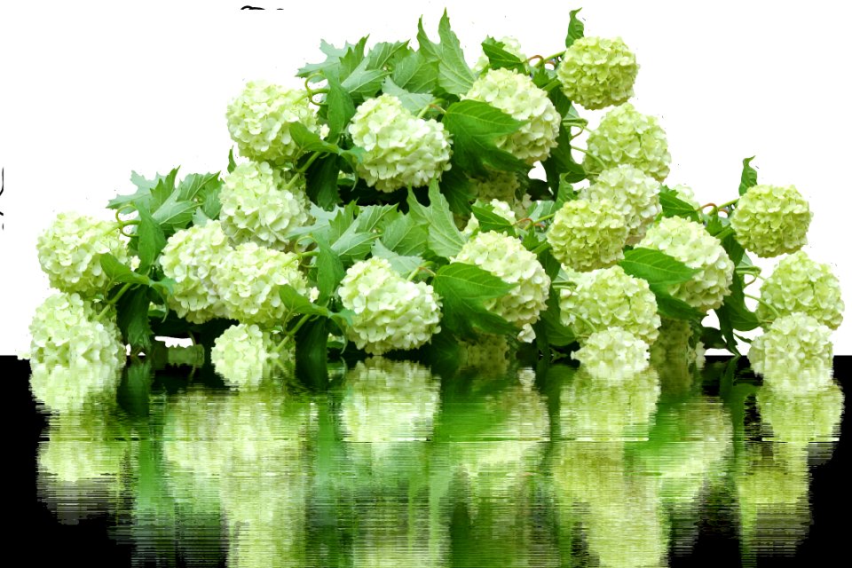 Flower Plant Viburnum Hydrangea