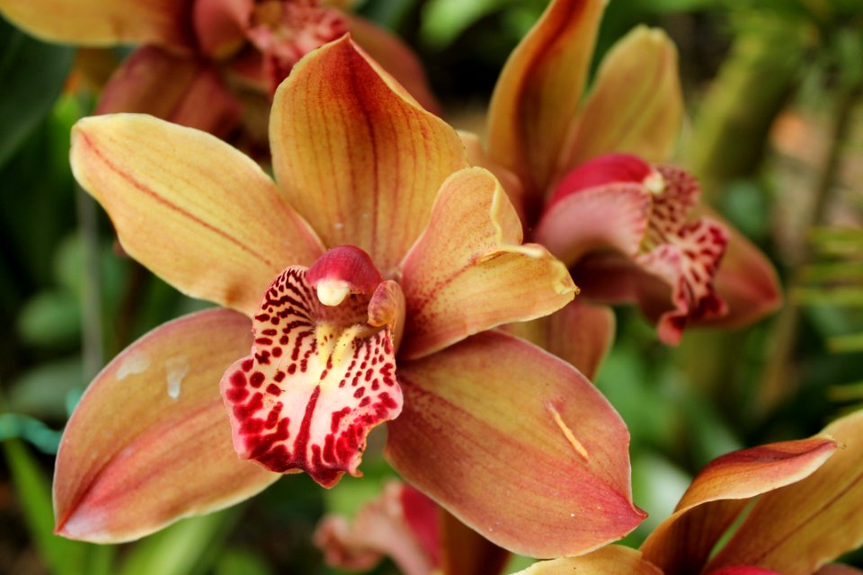 Flower Flora Flowering Plant Plant