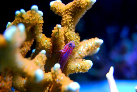 Coral Coral Reef Reef Marine Biology photo