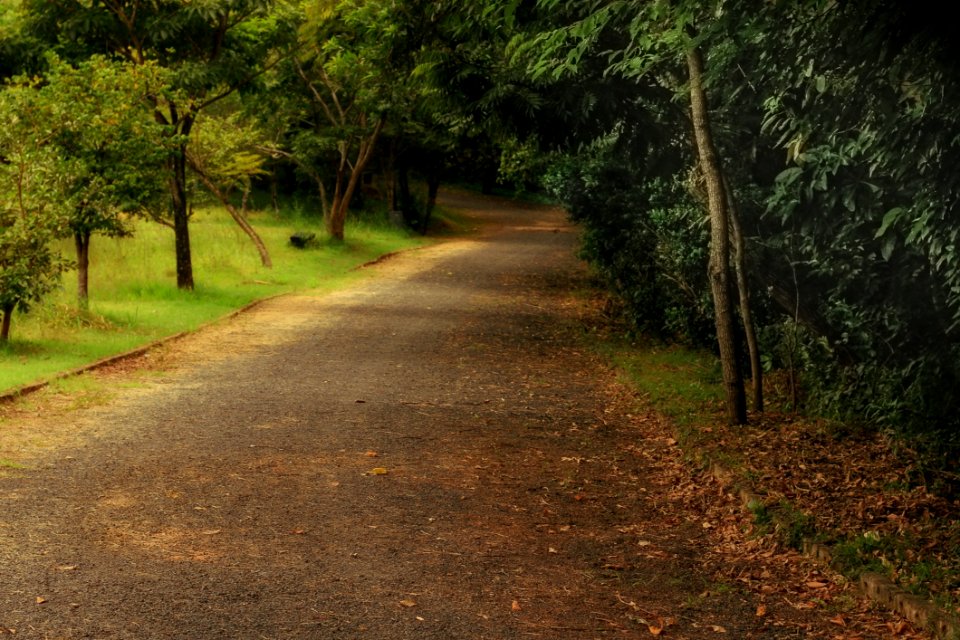 Road Path Vegetation Nature Reserve