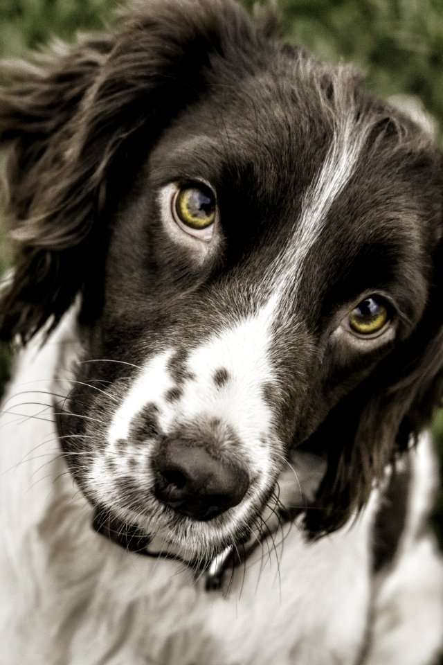 Dog Dog Breed Nose Dog Like Mammal
