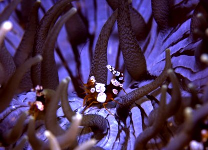 Purple Plant Organism Coral