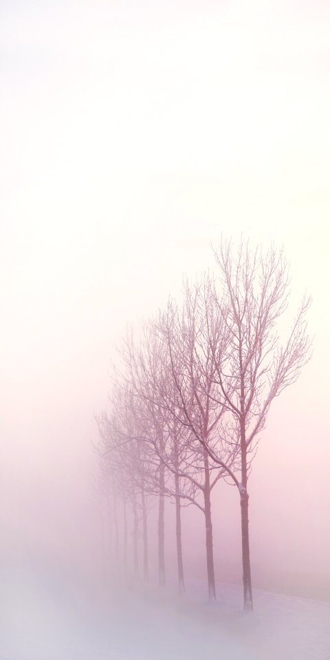 Fog Winter Sky Tree