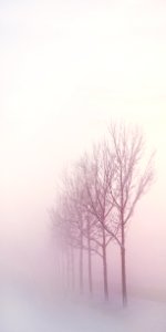 Fog Winter Sky Tree photo
