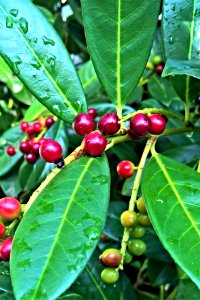 Plant Fruit Leaf Berry photo