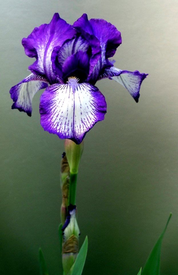 Flower Flowering Plant Plant Purple