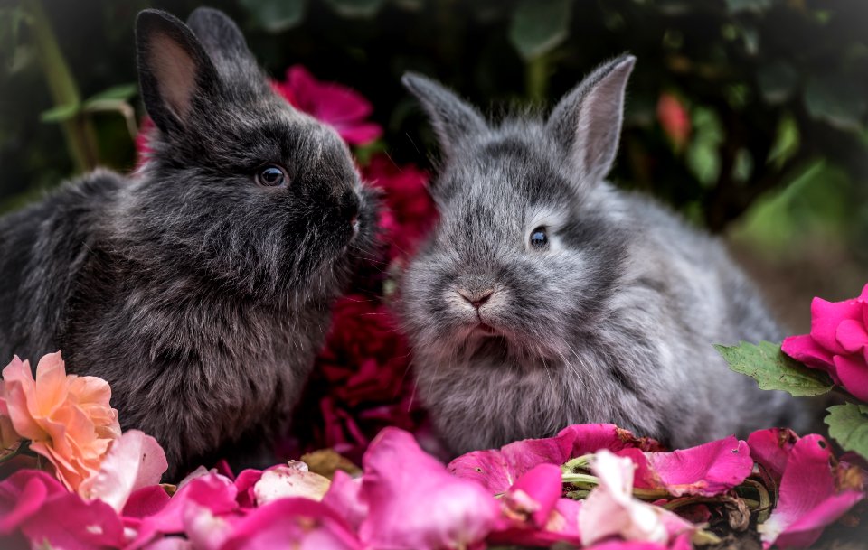 Rabbit Mammal Rabits And Hares Domestic Rabbit