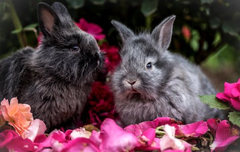 Rabbit Mammal Rabits And Hares Domestic Rabbit photo