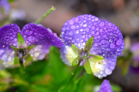Flower Purple Flora Lilac