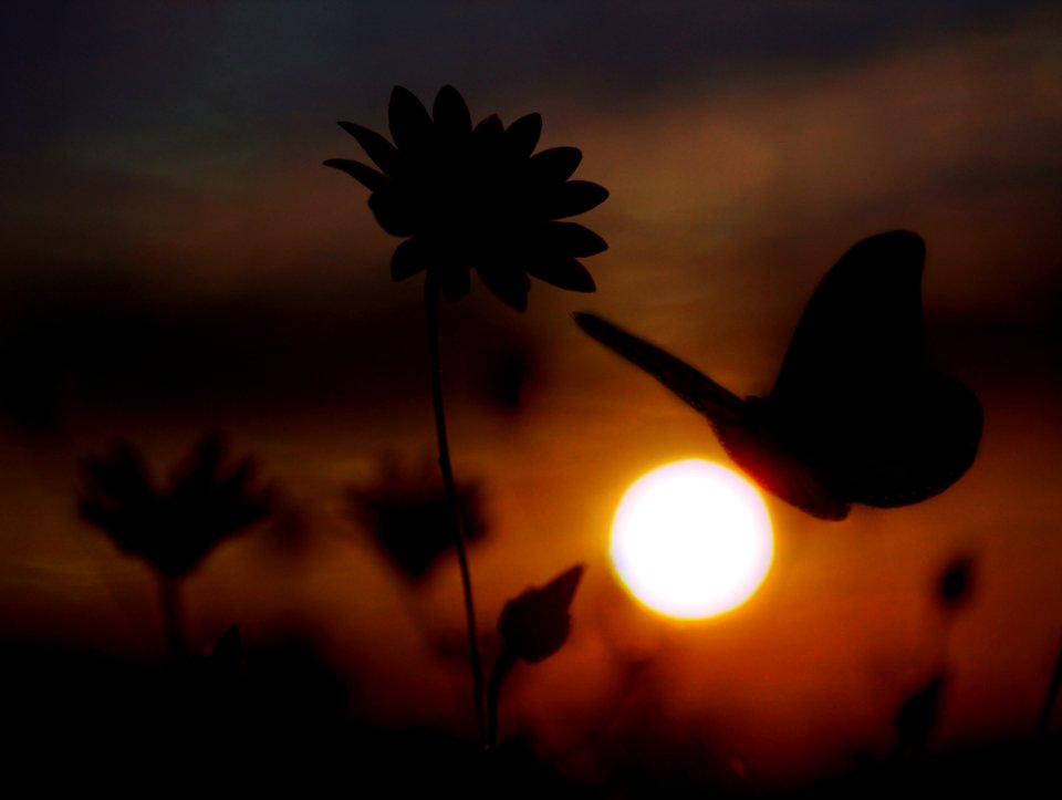 Sky Flower Sunrise Sunlight