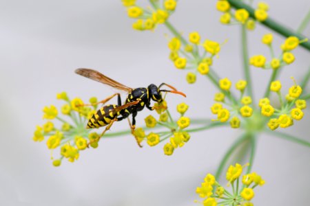 Insect Wasp Pest Membrane Winged Insect