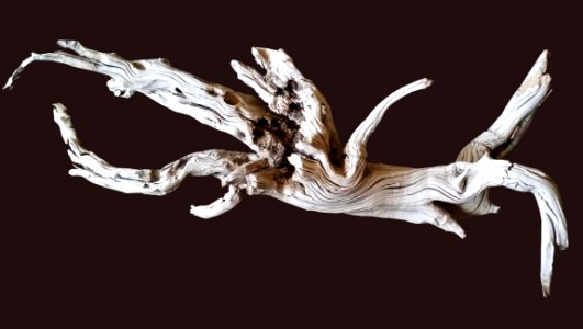 Organism Velociraptor Wing Art