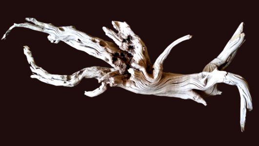 Organism Velociraptor Wing Art photo