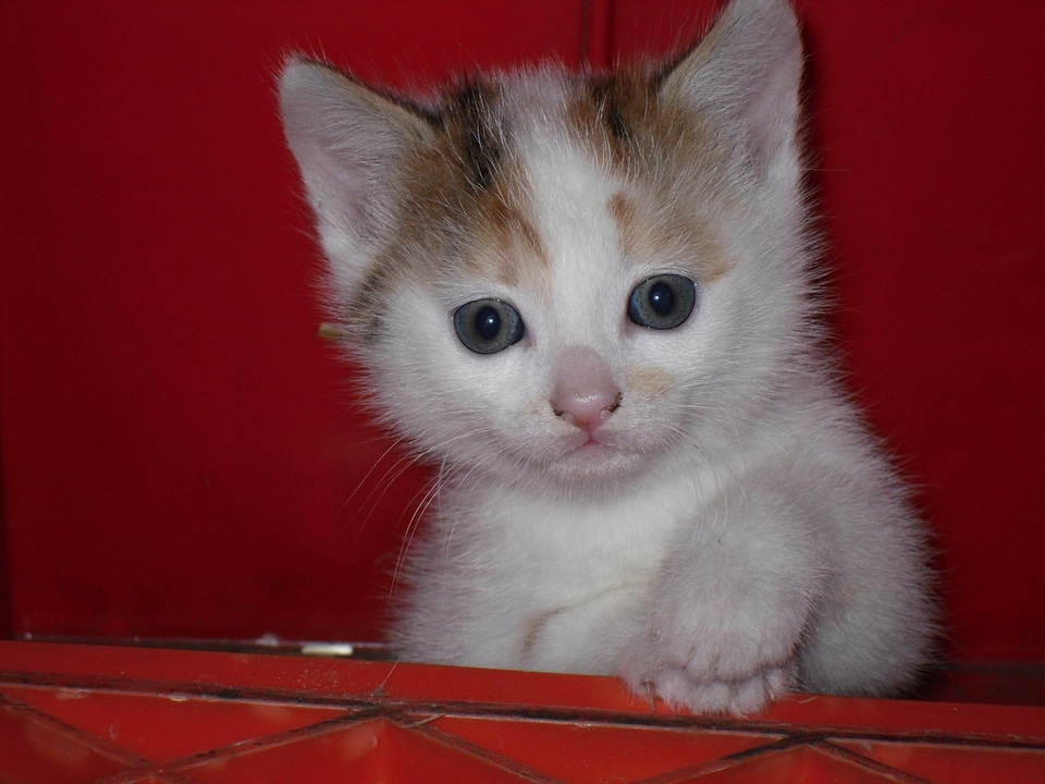 Young animal animal curious