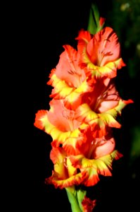 Flower Flowering Plant Plant Gladiolus