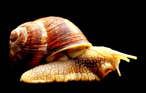 Snails And Slugs Molluscs Conchology Snail photo