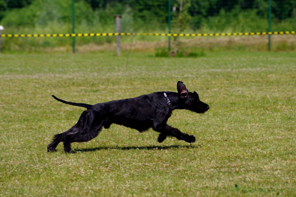 Dog Like Mammal Dog Dog Breed Grass