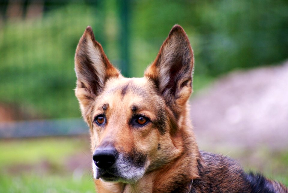 Dog Dog Breed Dog Like Mammal Kunming Wolfdog