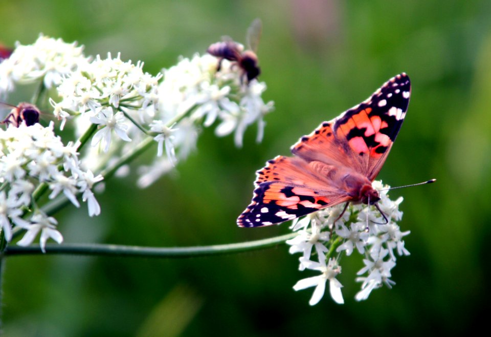Butterfly Moths And Butterflies Insect Brush Footed Butterfly