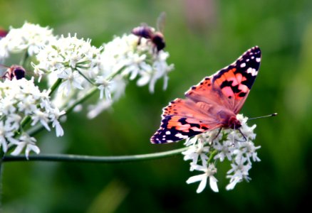 Butterfly Moths And Butterflies Insect Brush Footed Butterfly photo