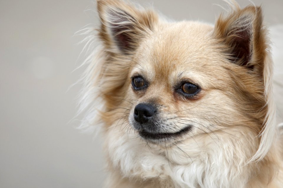 Dog Dog Like Mammal Dog Breed Dog Breed Group