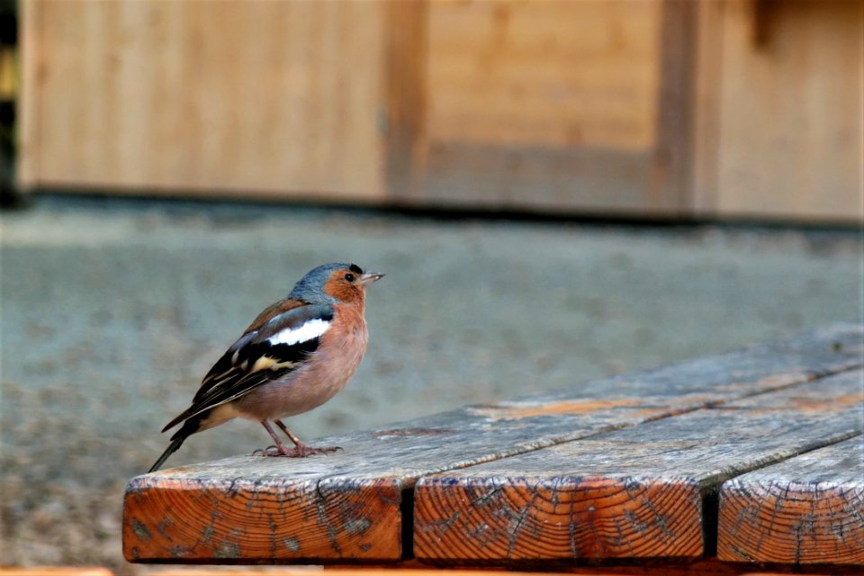 Bird Fauna Beak Finch photo