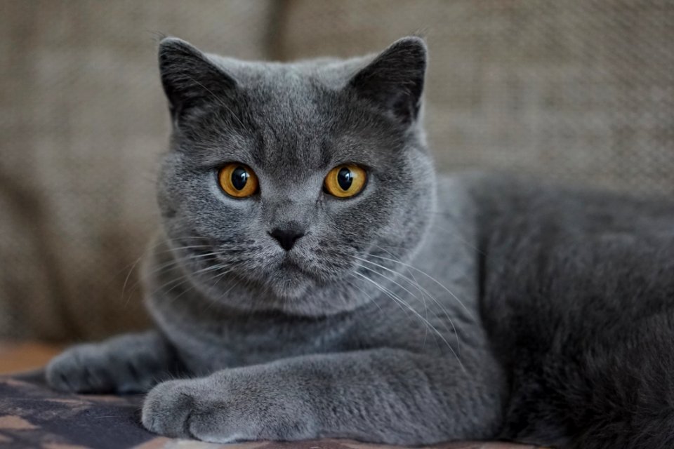 Cat Mammal Small To Medium Sized Cats Cat Like Mammal