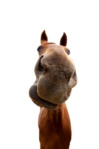 Horse Nose Horse Like Mammal Mane photo