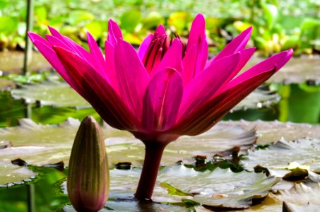Flower Plant Flora Aquatic Plant