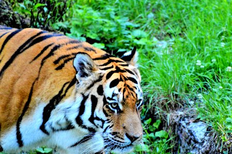 Tiger Wildlife Mammal Fauna