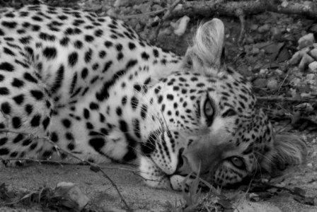 Wildlife Leopard Black And White Terrestrial Animal photo