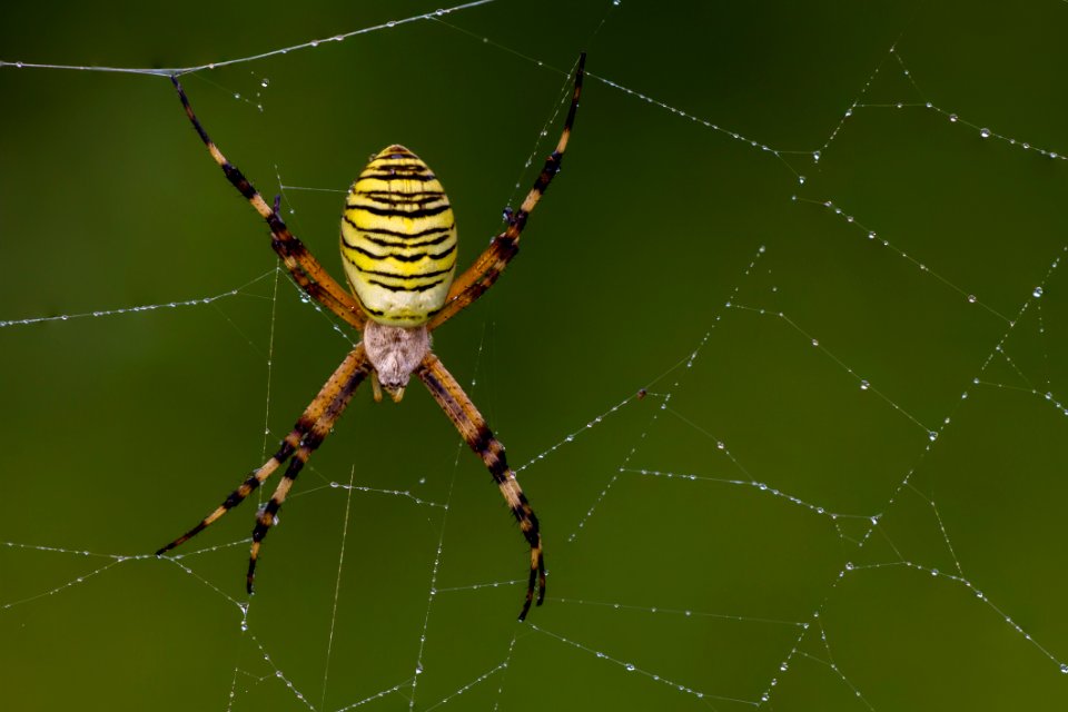 Spider Arachnid Orb Weaver Spider Spider Web