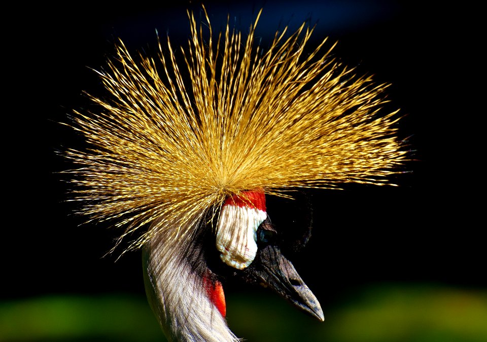 Fauna Beak Close Up Bird