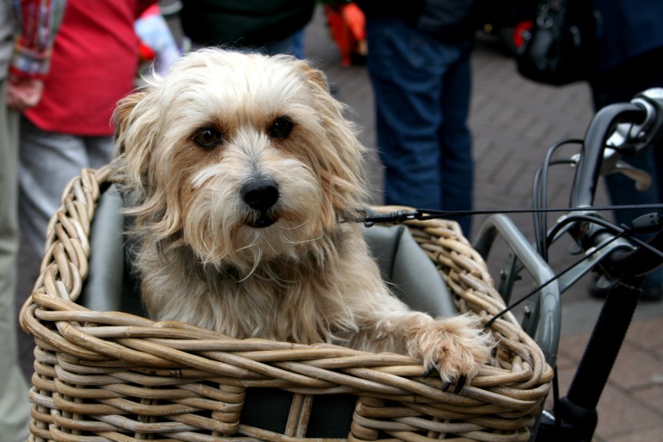 Dog Dog Like Mammal Dog Breed Sapsali