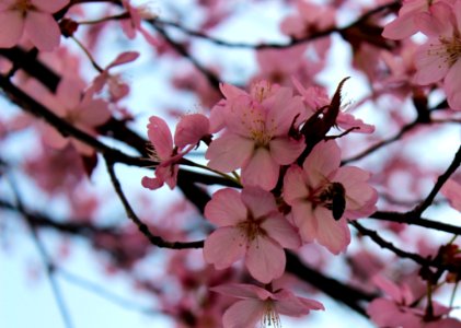 Blossom Pink Flower Plant photo