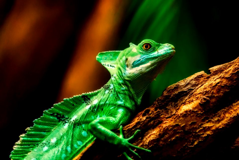 Reptile Chameleon Lizard Iguania