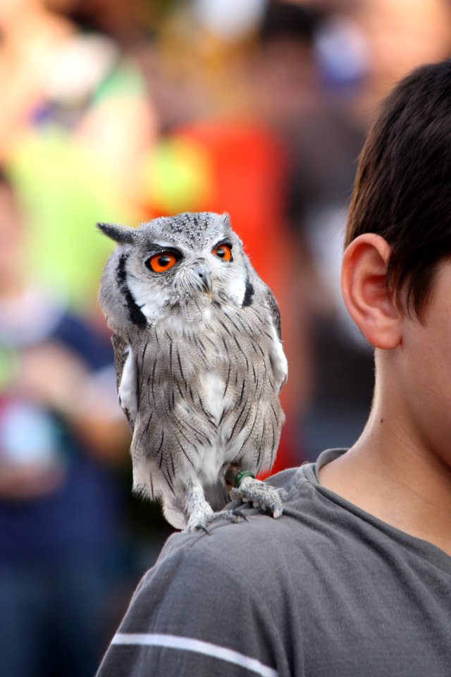 Owl Vertebrate Bird Bird Of Prey