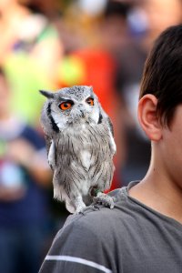 Owl Vertebrate Bird Bird Of Prey
