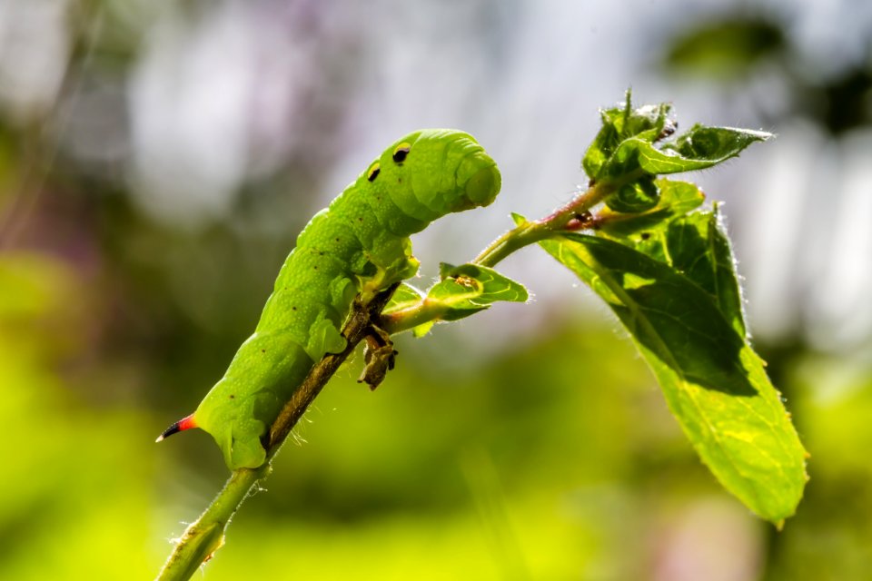 Insect Leaf Larva Macro Photography