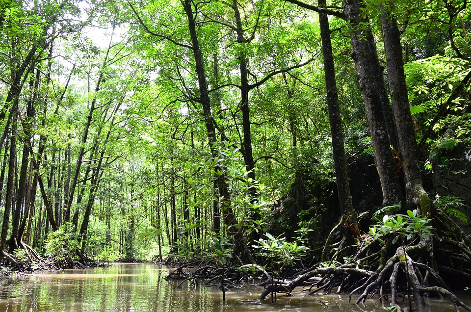 Mangrove jungle landscape scenery
